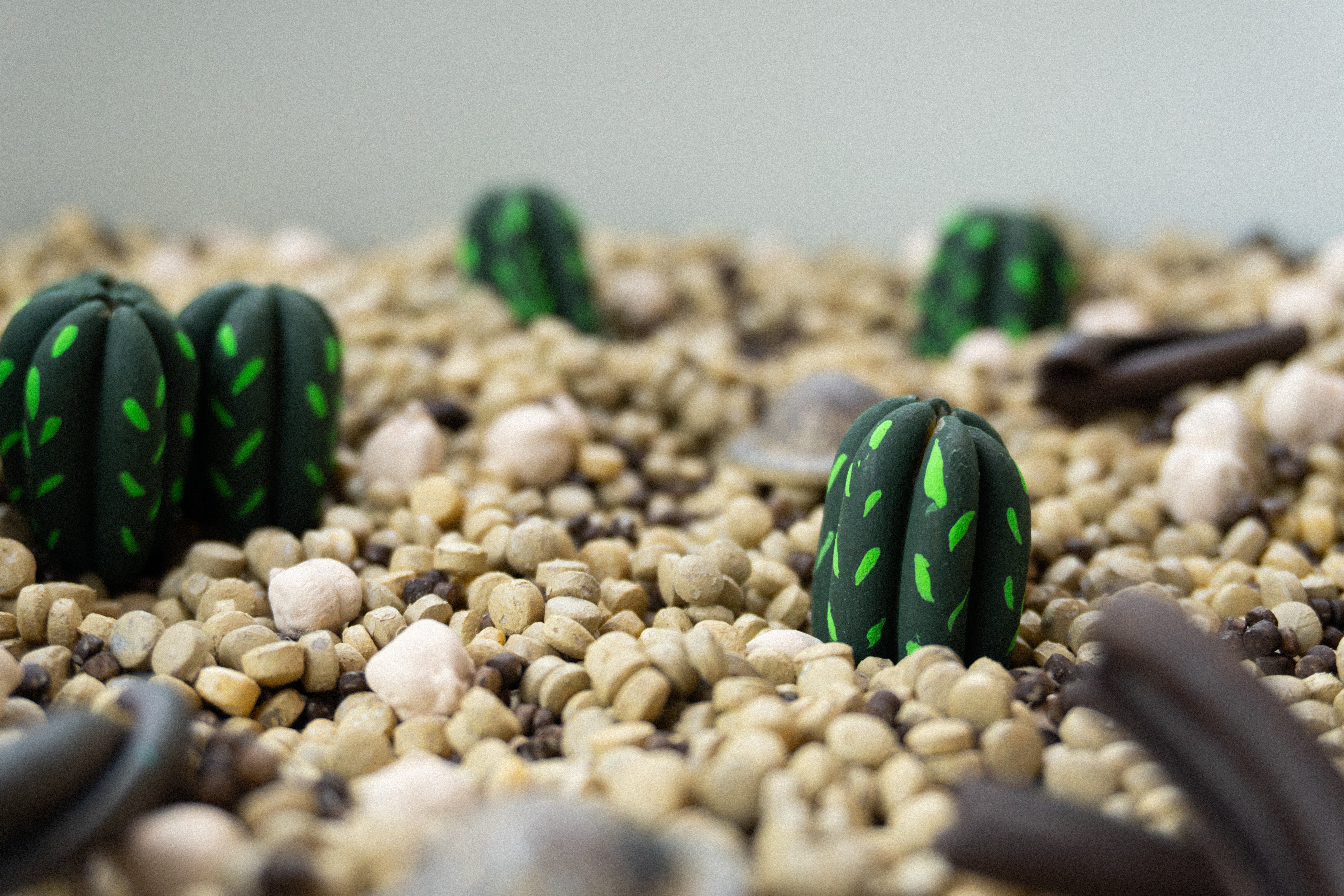 Pouštní dobrodružství - 500g